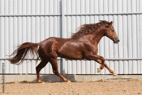 Fototapeta Chestnut horse running in paddock on the sand background