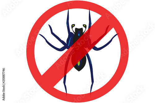 Exterminar plaga de arañas y tarántulas. 