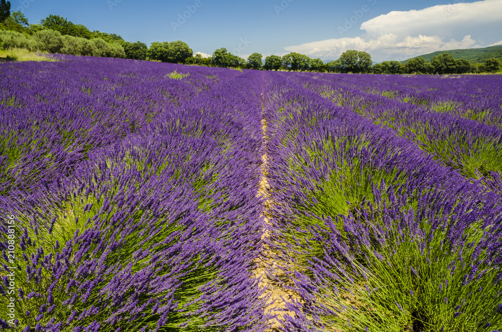 Naklejka premium champs de lavande