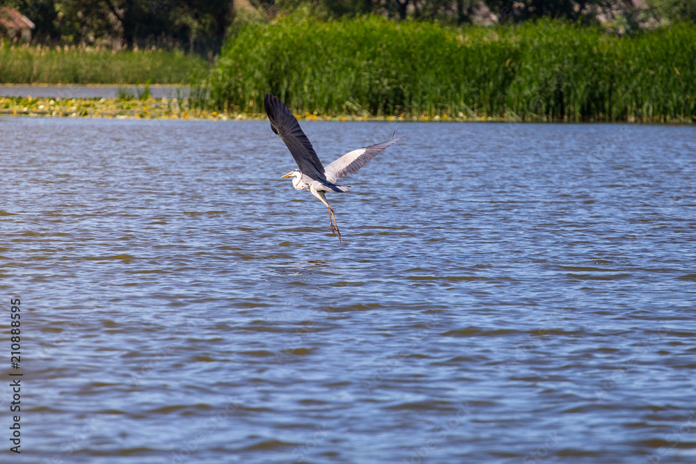 Grey Heron Ardea cinerea in flight, Vinnitsa region, Ukraine. Grey Heron Ardea cinerea in flight, Vinnitsa region, Ukraine.