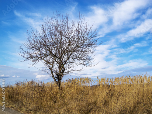 Lonely bare winter tree among dry tall grass