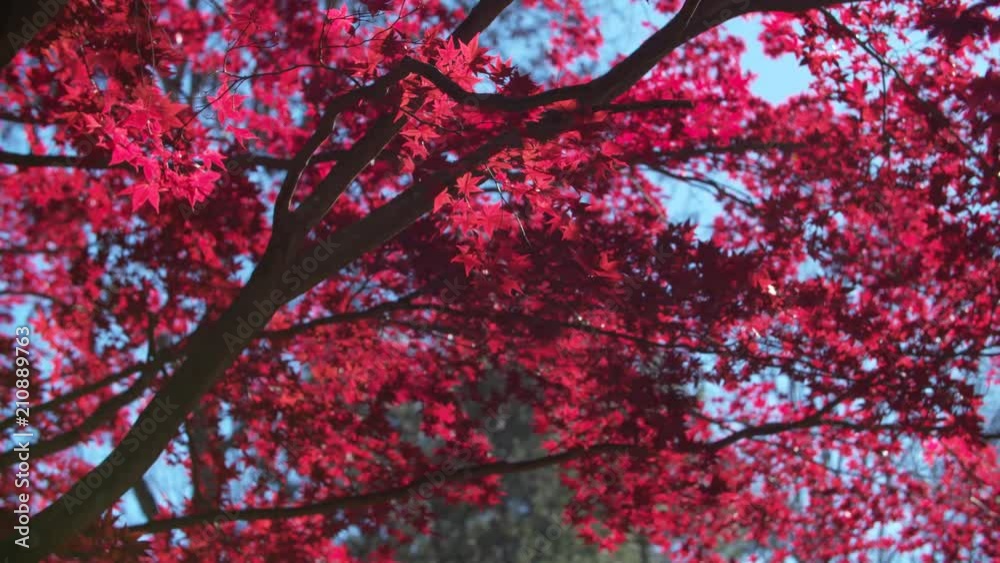 The Sun Illuminates the Blazing Red Leaves of a Maple Tree in Fall The Sun Illuminates the Blazing Red Leaves of a Maple Tree in Fall