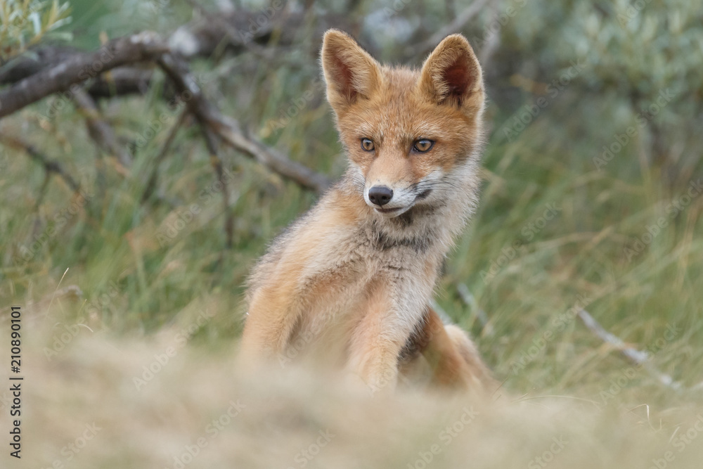 Red fox cub in nature on a nice springday

