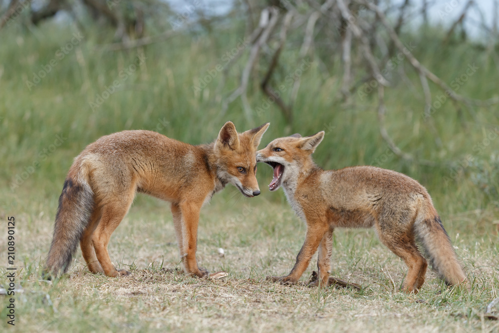 Red fox cub in nature on a nice springday

