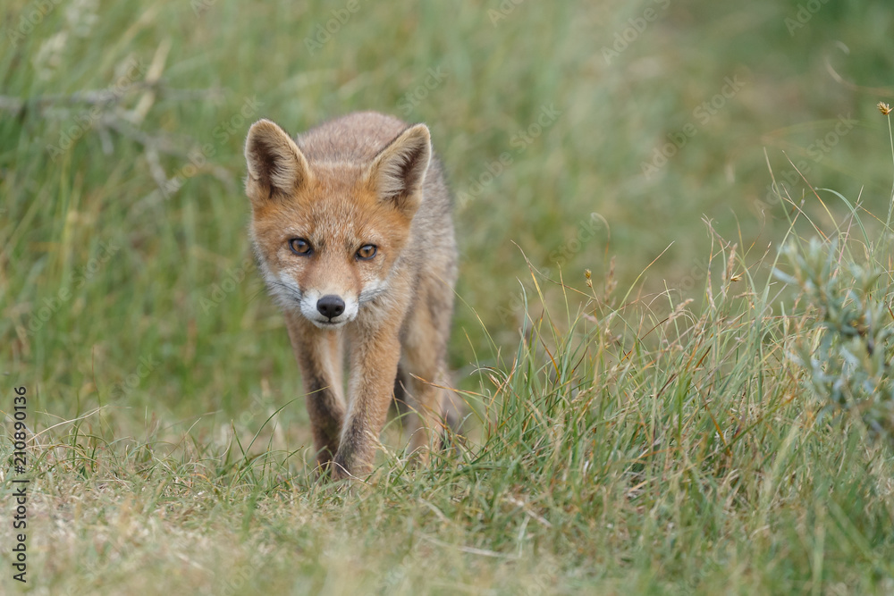 Red fox cub in nature on a nice springday

