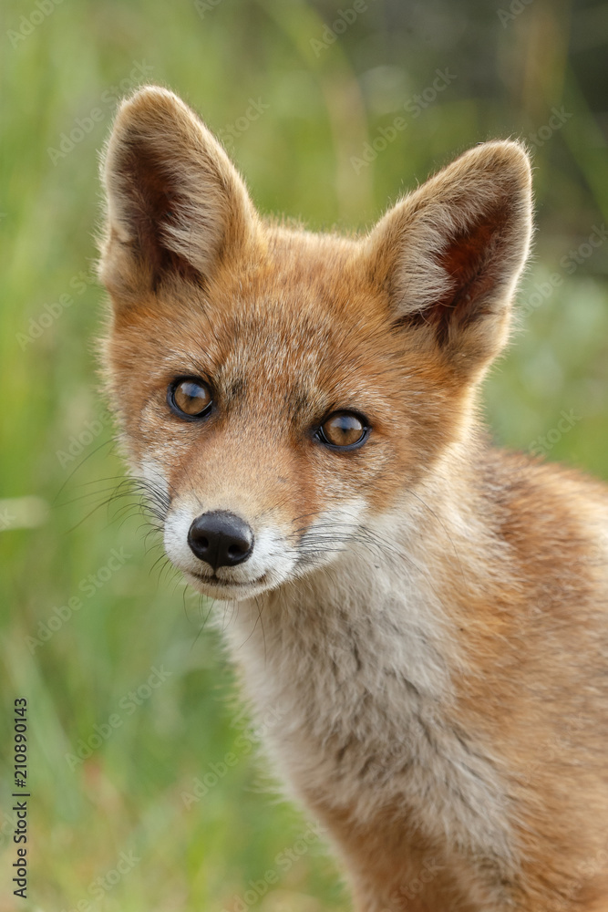 Red fox cub in nature on a nice springday
Red fox cub in nature on a nice springday
