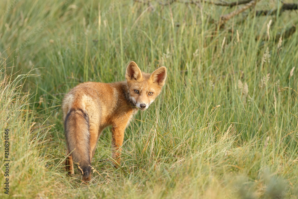 Red fox cub in nature on a nice springday
Red fox cub in nature on a nice springday