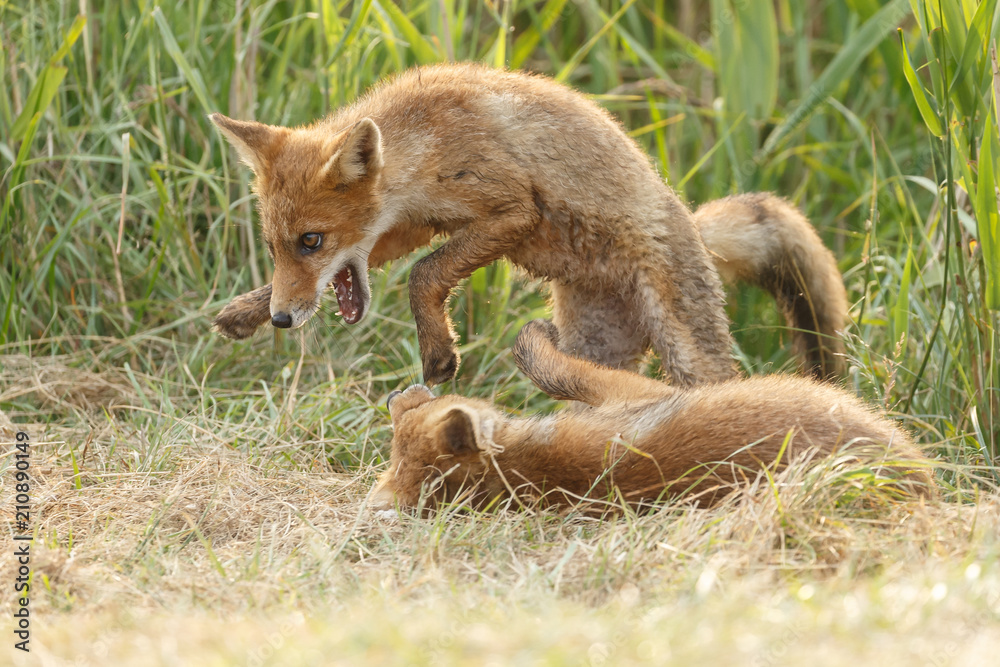 Fototapeta premium Red fox cub in nature on a nice springday