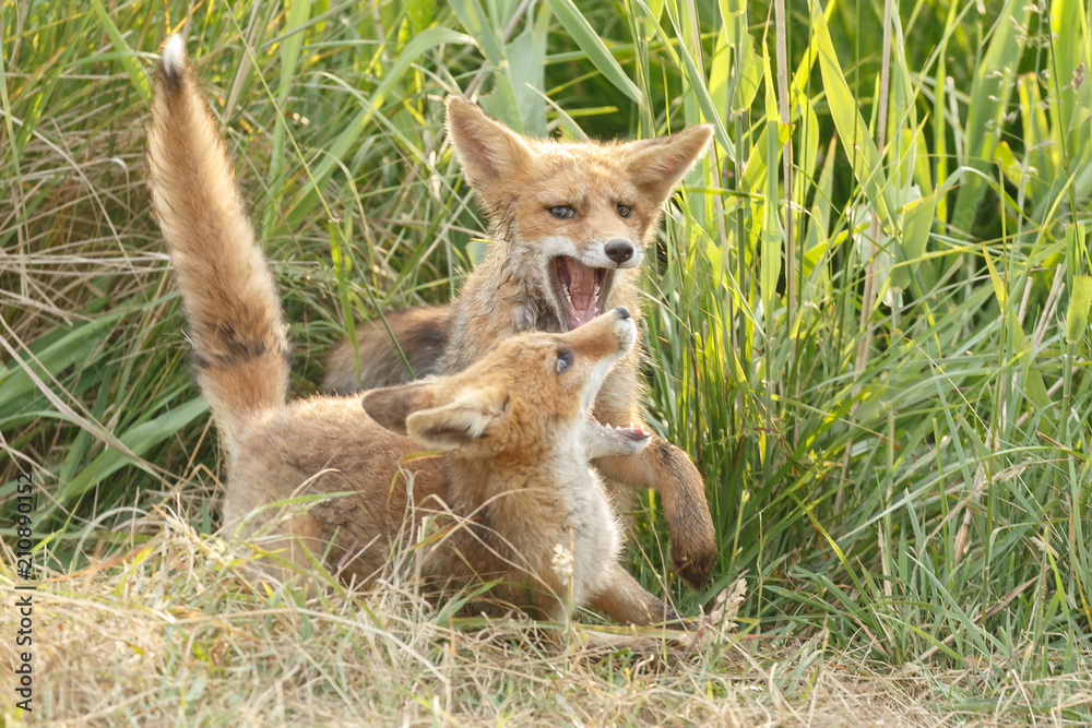 Red fox cub in nature on a nice springday
Red fox cub in nature on a nice springday