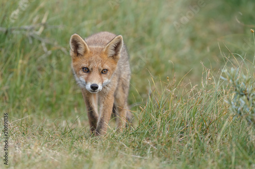 Red fox cub in nature on a nice springday