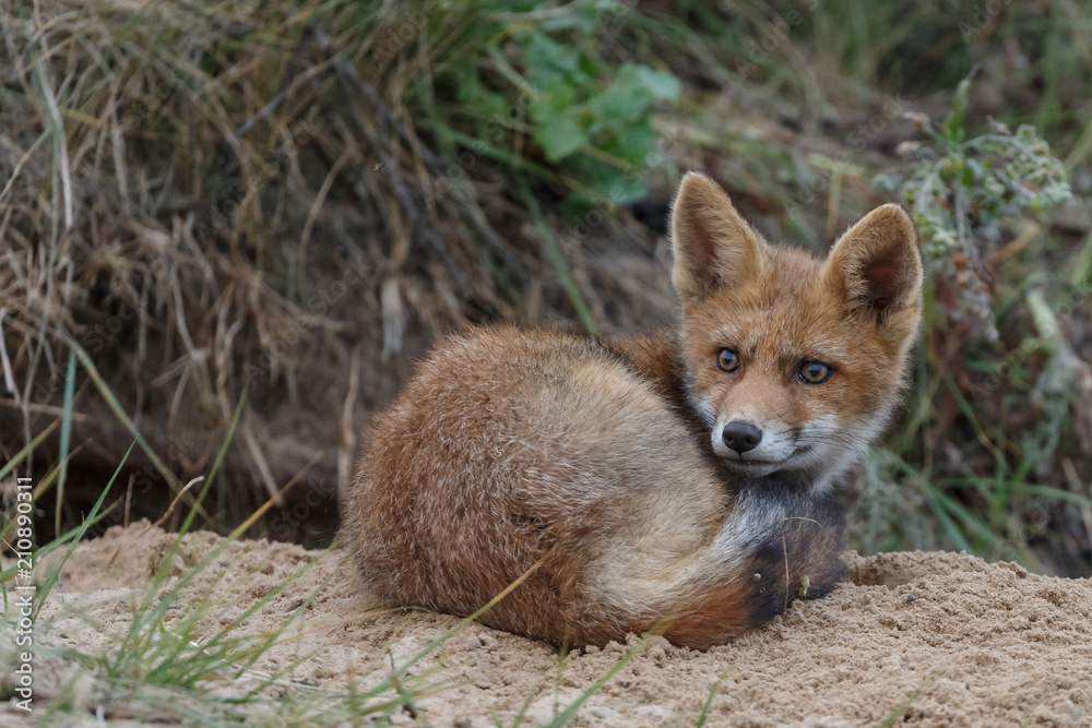 Red fox new born in nature on a springday.
Red fox new born in nature on a springday.