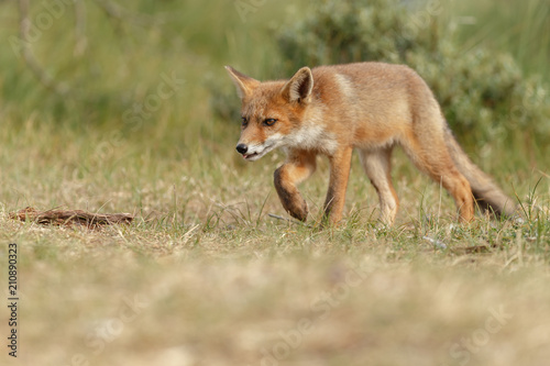 Red fox new born in nature on a springday.   © Menno Schaefer