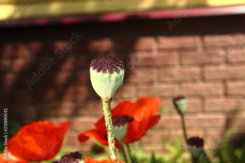 Fototapeta Naklejka Na Ścianę i Meble -  Flowers red poppies on the background of the house wall