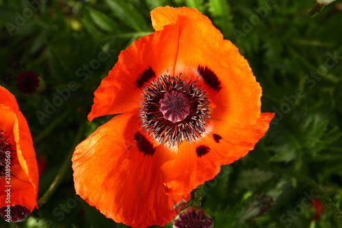 Fototapeta Naklejka Na Ścianę i Meble -  Flowers red poppies on the background of the house wall