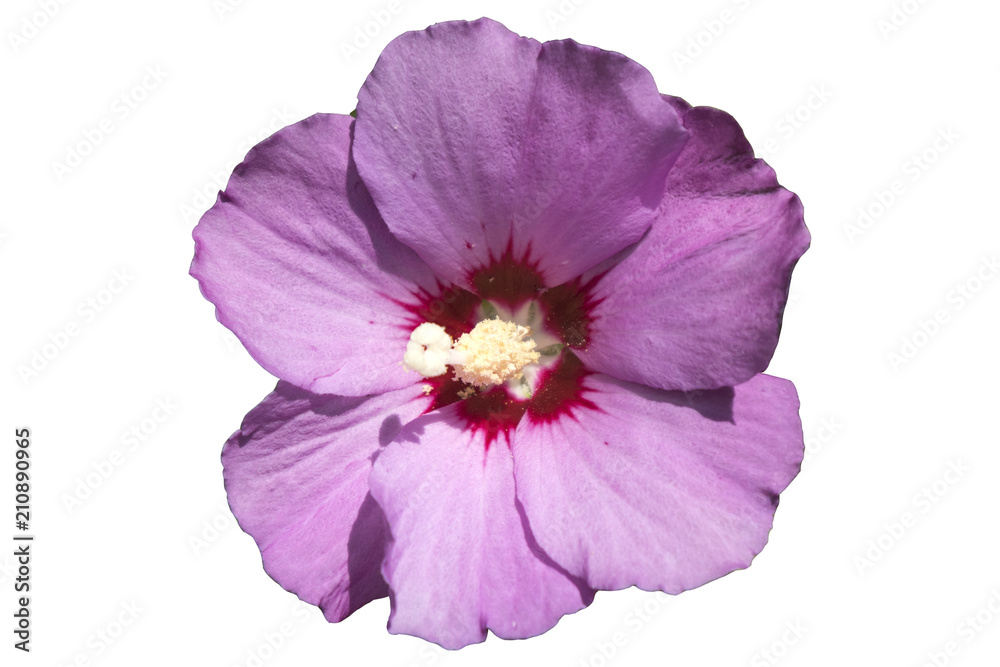 Syrian ketmia pink rose of Sharon flower isolated on white Syrian ketmia pink rose of Sharon flower isolated on white