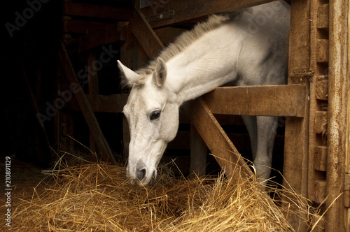 White horse eating hay (straw, grass) in the stable. A farm animal on the dark background. Profile of chewing horse head.
