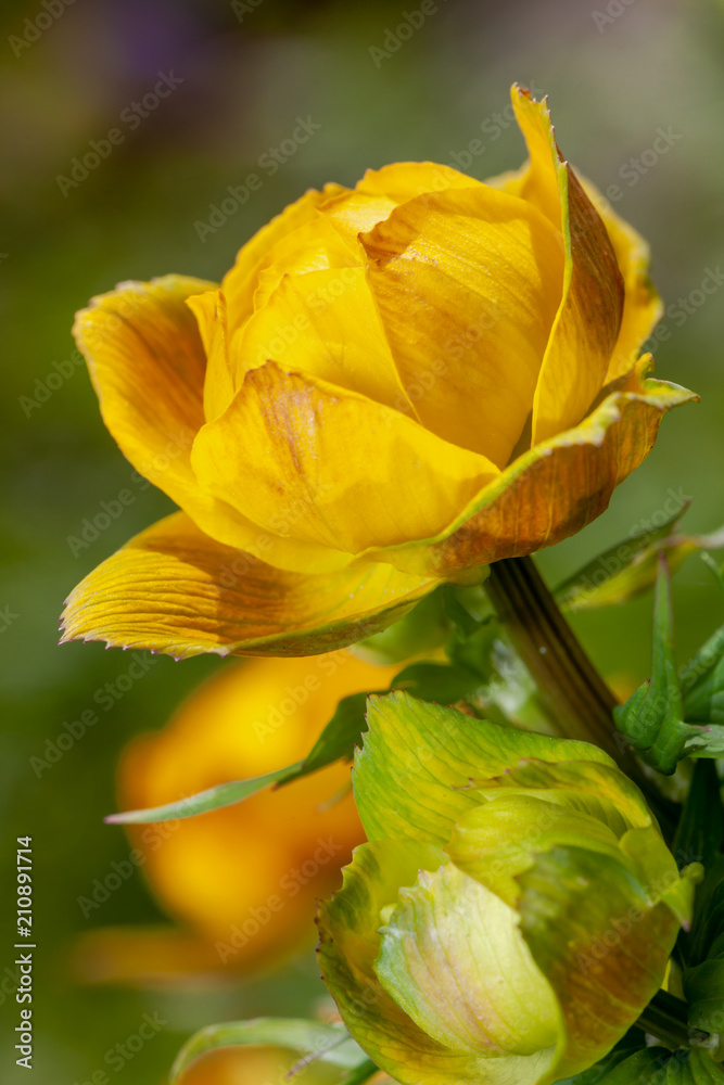 Yellow flower (Trollius europaeus) in the garden Yellow flower (Trollius europaeus) in the garden