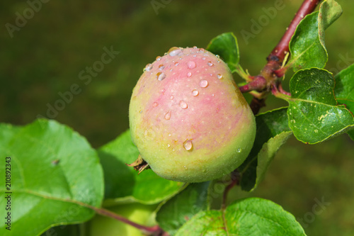 Fresh juicy apple not branching tree with raindrops