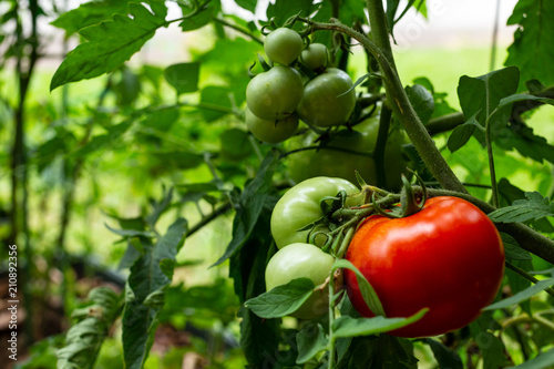 Tomato ripening in the garden this summer.