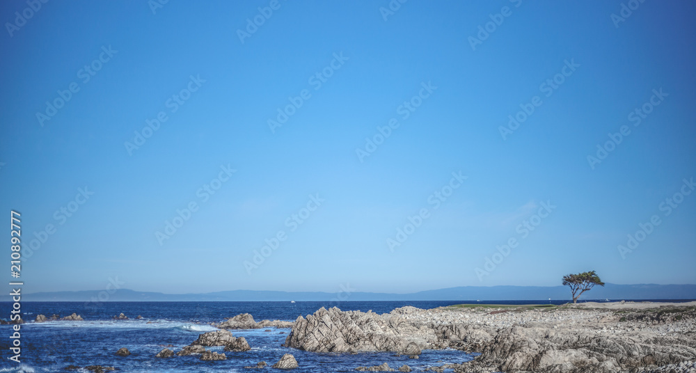 Hawaii sea side landscape one tree stand Hawaii sea side landscape one tree stand