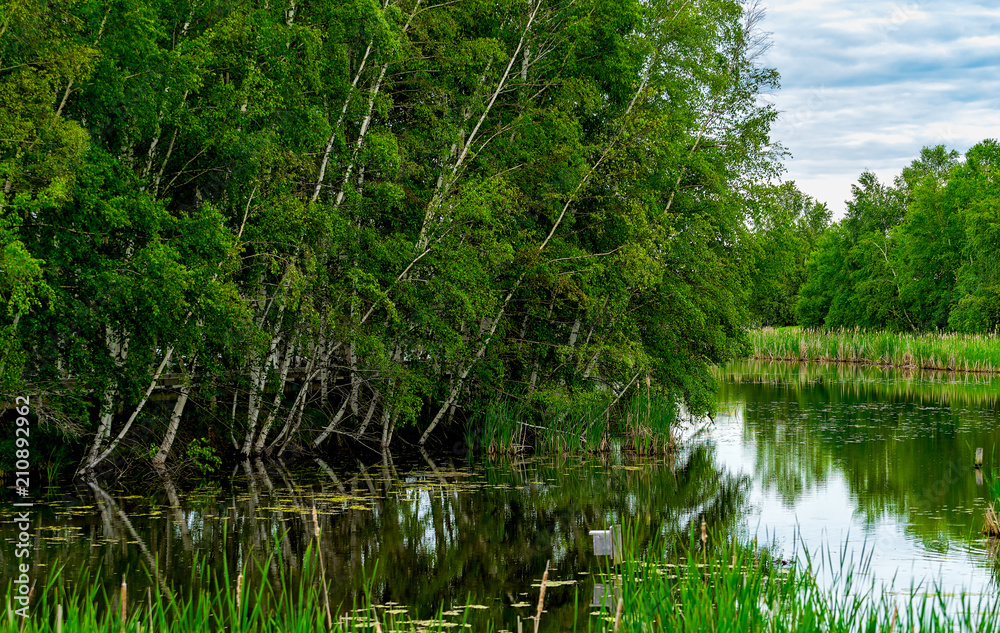 Birch trees along the river at the Sackville Waterfowl Park in Sackville, New Brunswick, Canada. Birch trees along the river at the Sackville Waterfowl Park in Sackville, New Brunswick, Canada.