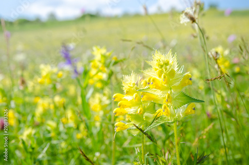 Fototapeta Naklejka Na Ścianę i Meble -  Yellow Rattle (Rhinanthus minor) wild flower on a sunny summer day on a beautiful fresh green pasture