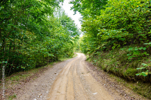 Rural countryside unpaved road passing through a beautiful green forest in Transylvania region of Romania