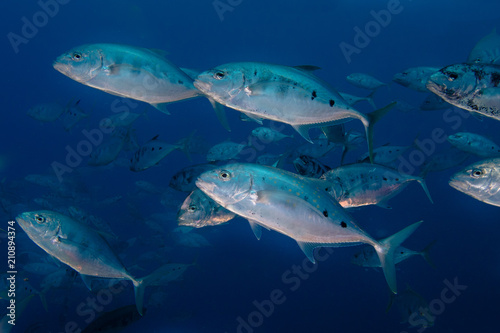 A school of Yellow-dotted trevally fish (Carangoides fulvoguttatus) swimming by. Large silver bodied fish with dark spots on it's side.