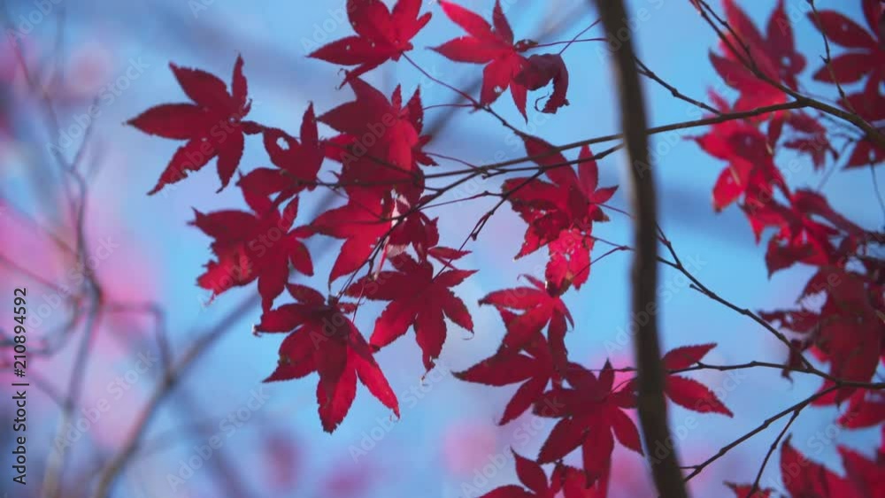 Beautiful, fluttering Red Leaves Contrast against the Blue Sky in Fall Beautiful, fluttering Red Leaves Contrast against the Blue Sky in Fall