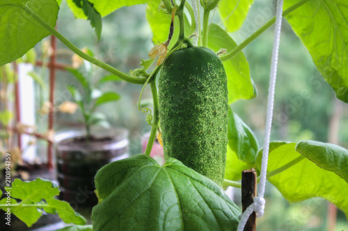 A fresh green balcony cucumber hangs on a branch.