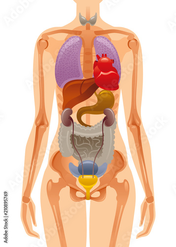 Vector illustration eps10, isolated white background. Realistic human internal organ skeleton symbol, 3d female figure, liver brains heart skul bones rib. Health body poster. Flat medical infographics