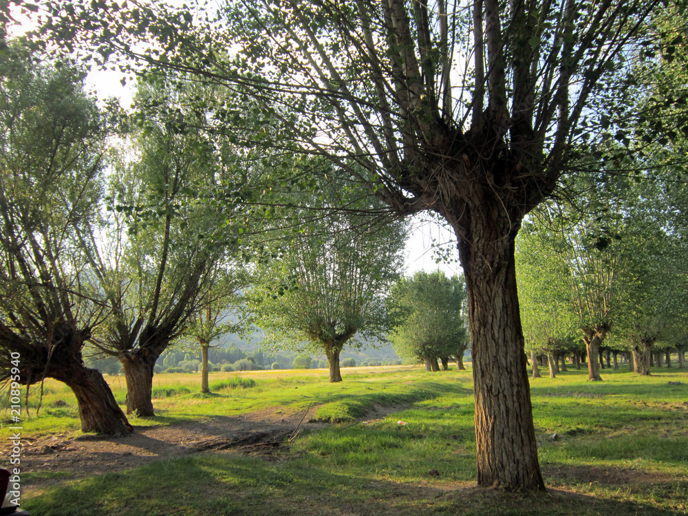 Fototapeta premium peaceful nature views.landscapes,nature,trees 