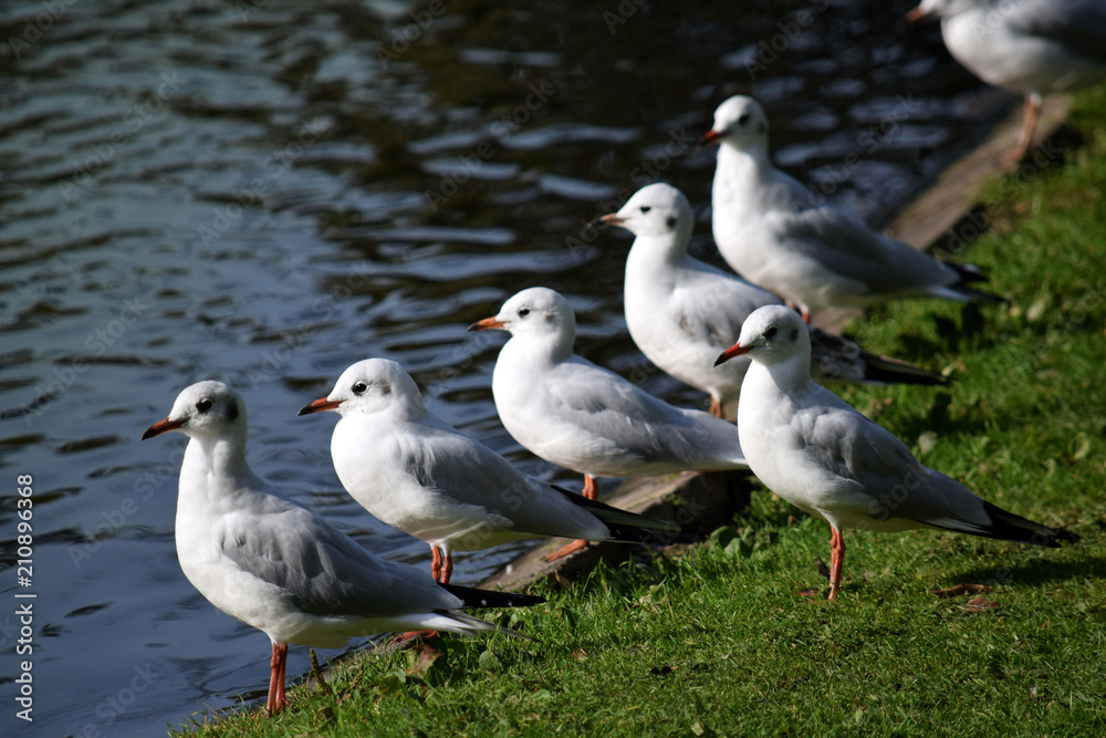Fototapeta premium Seagulls on a Sea
