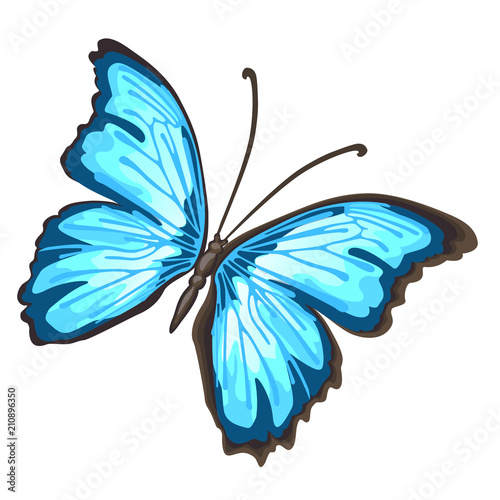 Cartoon butterfly with blue wings isolated on white background. Cartoon vector close-up illustration.