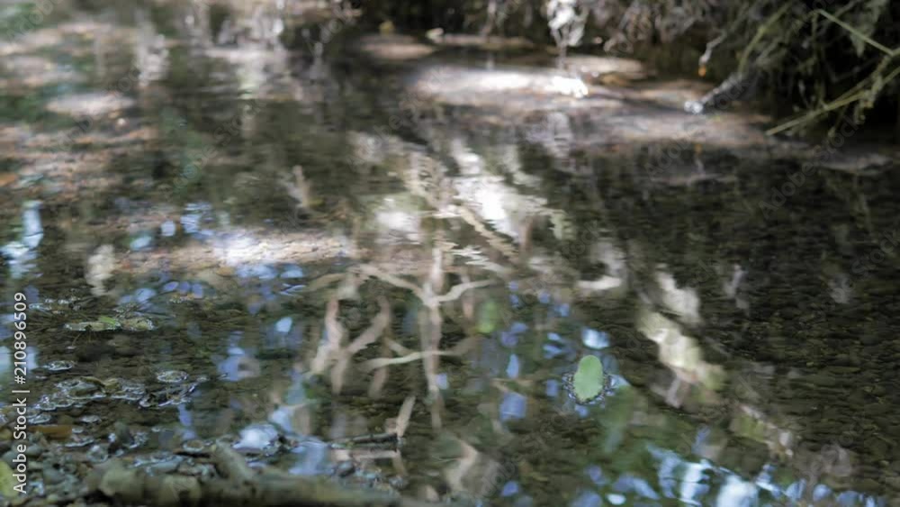 Green / Yellow Leaves floating down a mountain stream in a raw. Beautiful clear water with reflection of the forest, blue sky and sunglight. Green / Yellow Leaves floating down a mountain stream in a raw. Beautiful clear water with reflection of the forest, blue sky and sunglight.