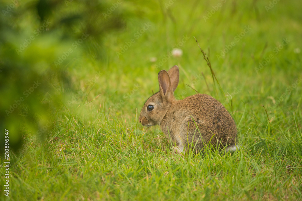 Small Bunny Rabbit- Leveret Small Bunny Rabbit- Leveret