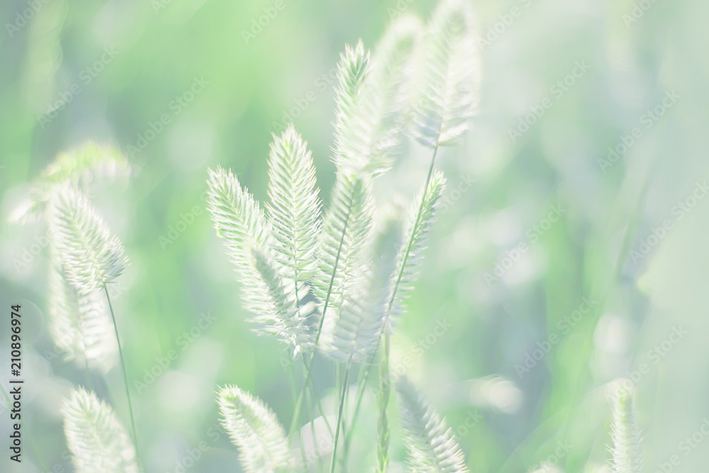 spikelets of grass. toned. natural background