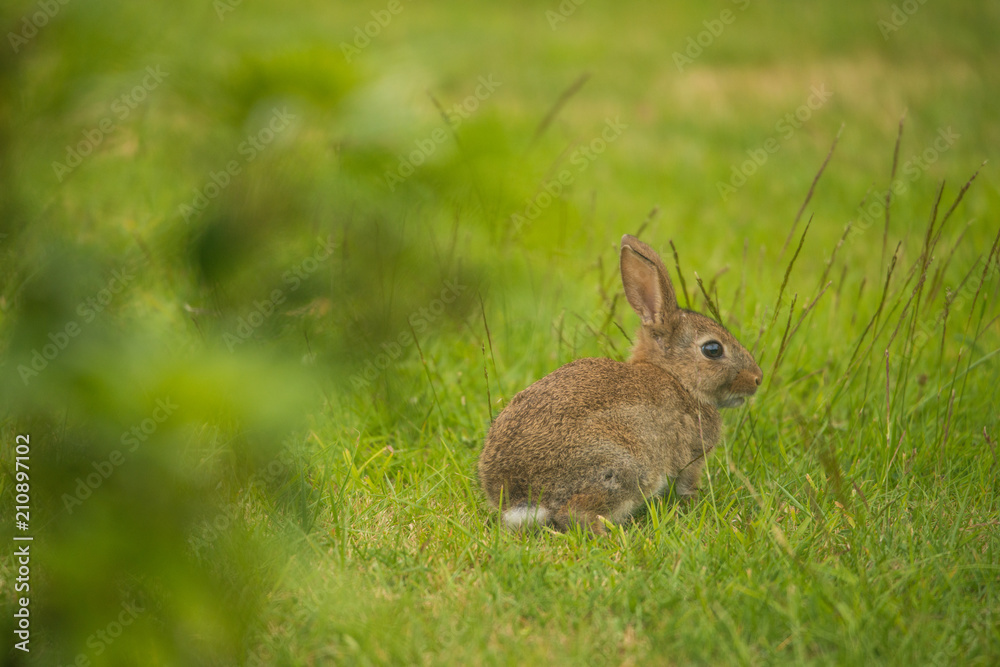 Fototapeta premium Small Bunny Rabbit- Leveret