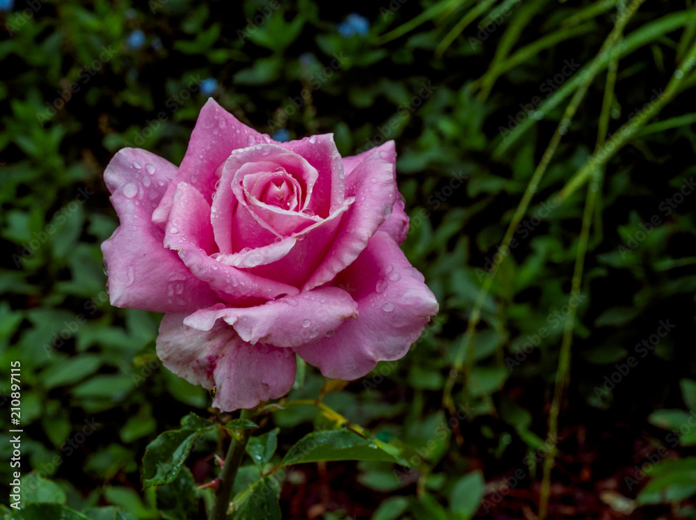 Pink Rose