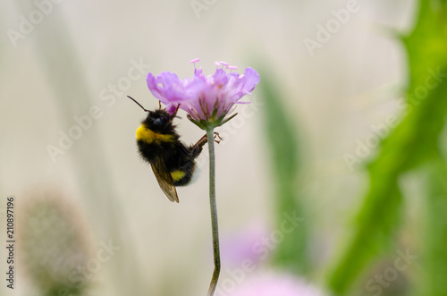Bomblebee clings   a purple flower. © nkeskin