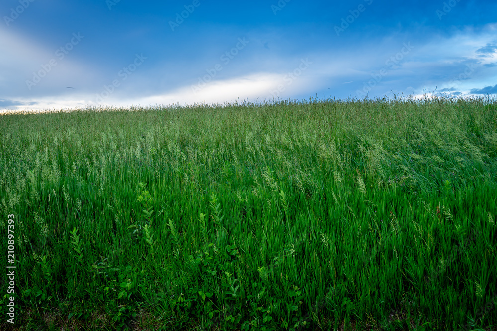 Field of Grass