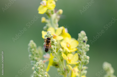 Honey Bee on Yellow Flower, Close Up Macro. © nkeskin