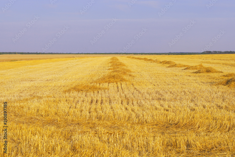 mown field of wheat against the sky.