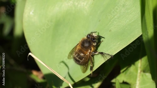 Macro of fluffy and spring bee Anthophora plumipes with fluffy body resting on leaf of tulip in green grass in spring in foothills of Caucasus photo