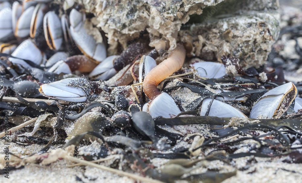 Nature everywhere: group of some sea shells stucking on a rock coastline in low tide, Brittany, France Nature everywhere: group of some sea shells stucking on a rock coastline in low tide, Brittany, France