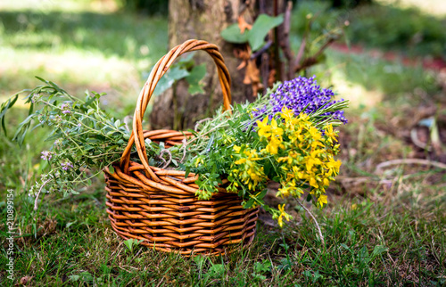 Sammeln von Heilkräutern im Sommer