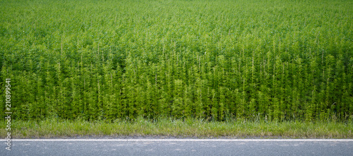 Plants: Industrial hemp field at the edge of an asphalted country road in Eastern Thuringia