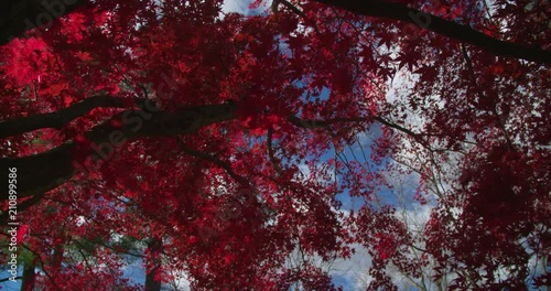 The Sun Illuminates the Blazing Red Leaves of a Maple Tree in Fall