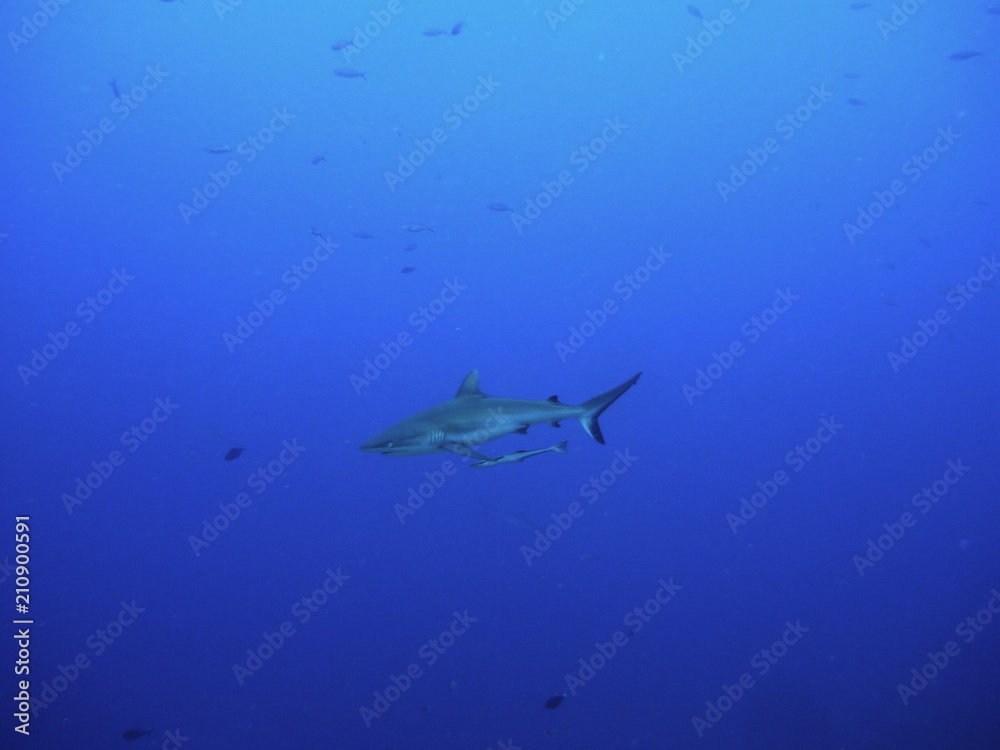 bull shark, carcharhinus leucas, Bega lagoon, Fiji bull shark, carcharhinus leucas, Bega lagoon, Fiji