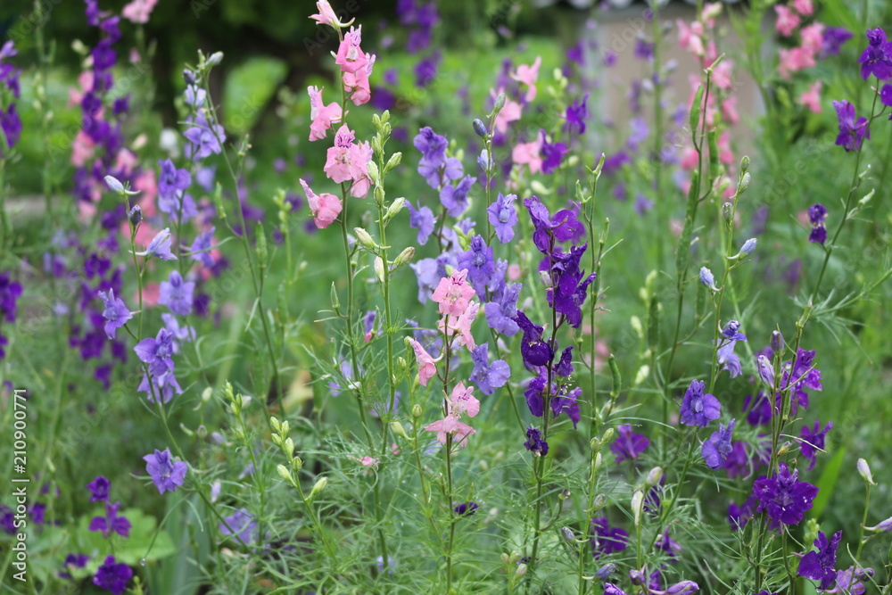 Fototapeta premium Colorful flowers bloom in a meadow